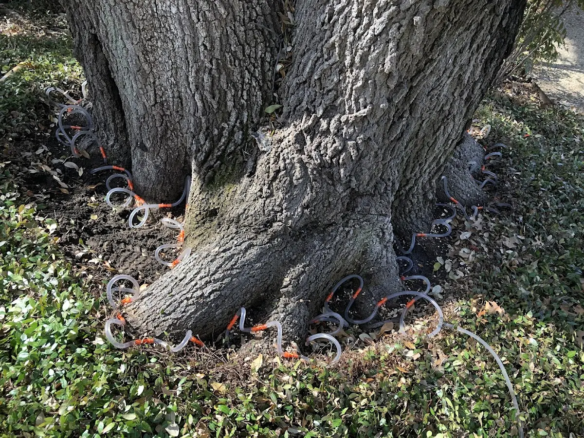 Detailed Tree Cabling and Bracing job site in Hopkinton