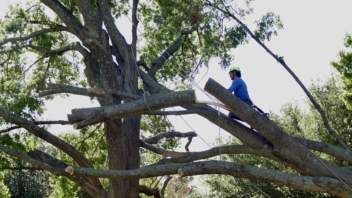 Professional Crown Thinning performed by certified arborists in Hopkinton