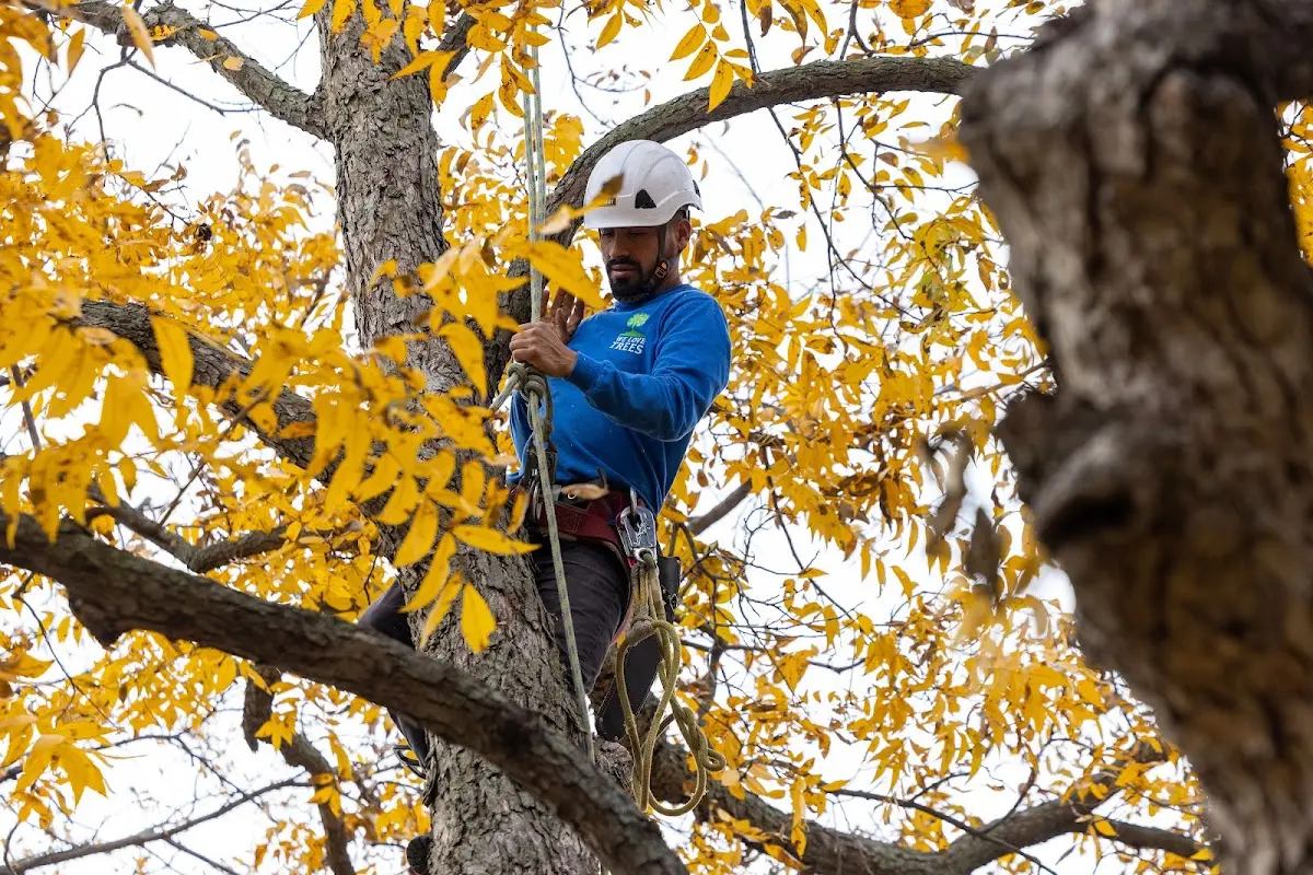Skilled Tree Pruning crew working in Hopkinton
